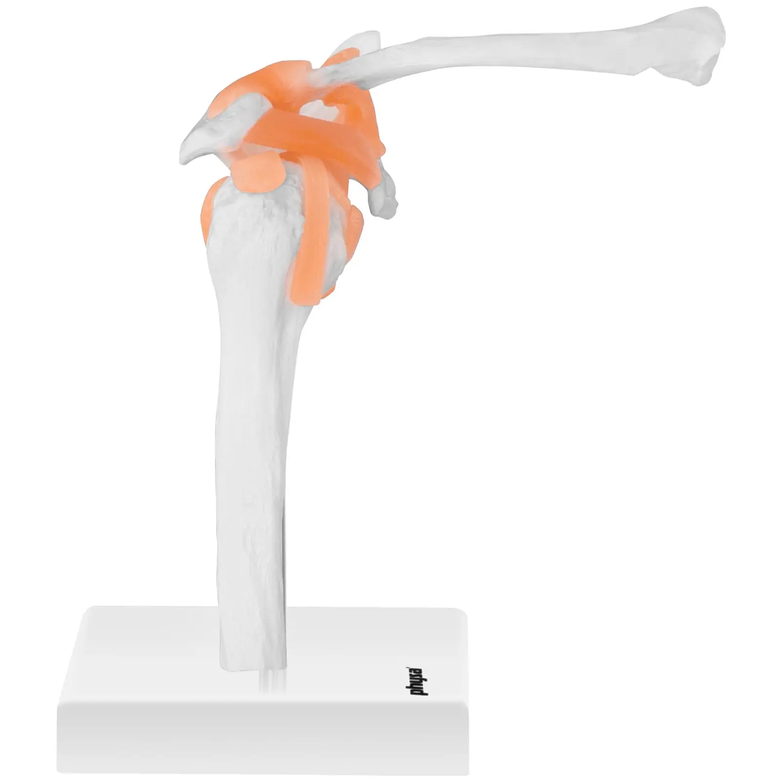 Model ramenného kĺbu