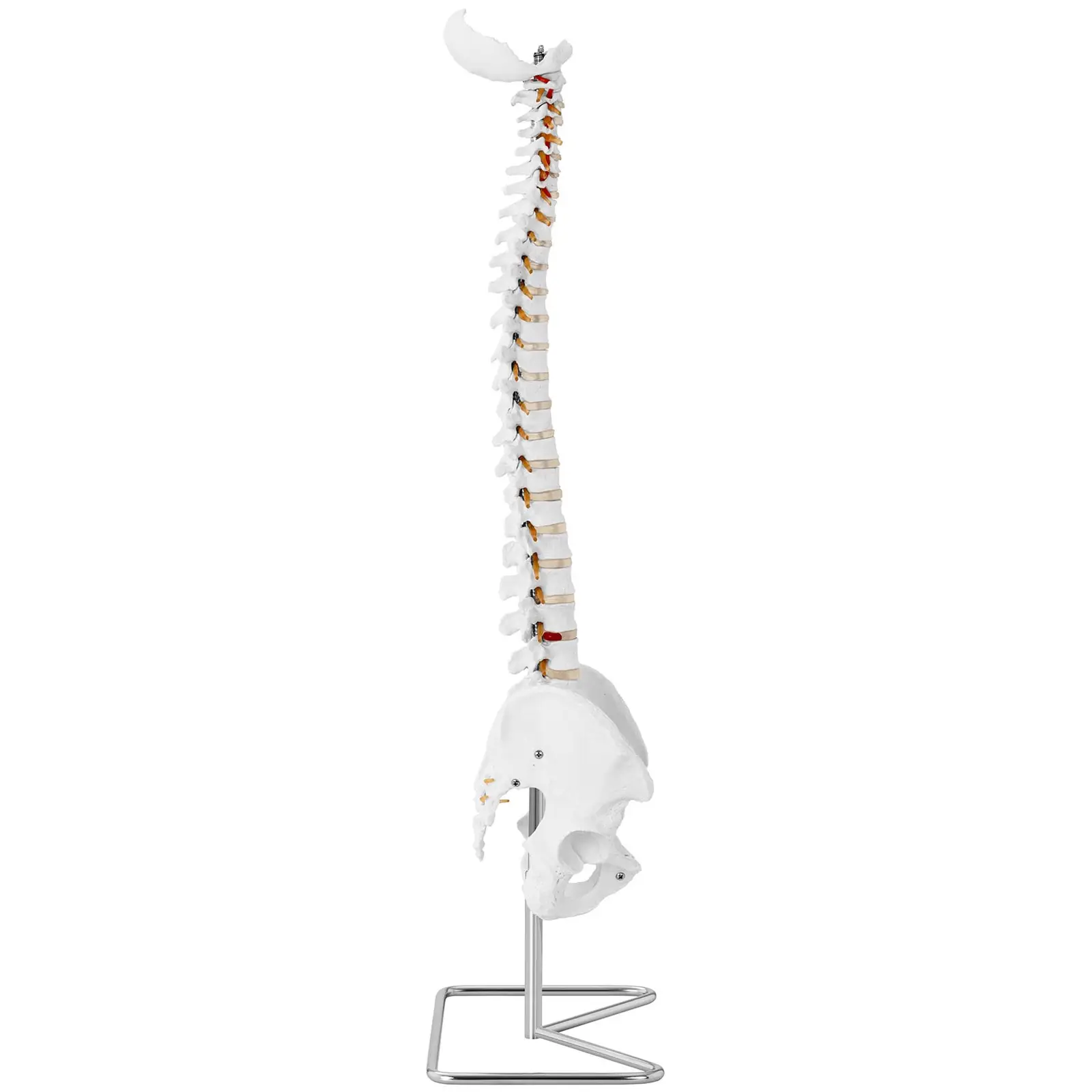 Model chrbtice s panvou - v životnej veľkosti